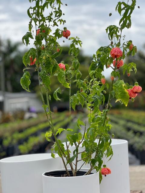 Redvein Flowering Maple (Abutilon striatum)