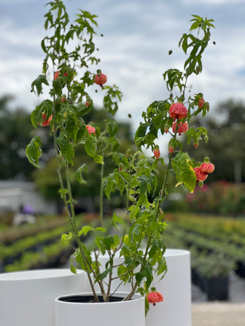 Redvein Flowering Maple (Abutilon striatum)