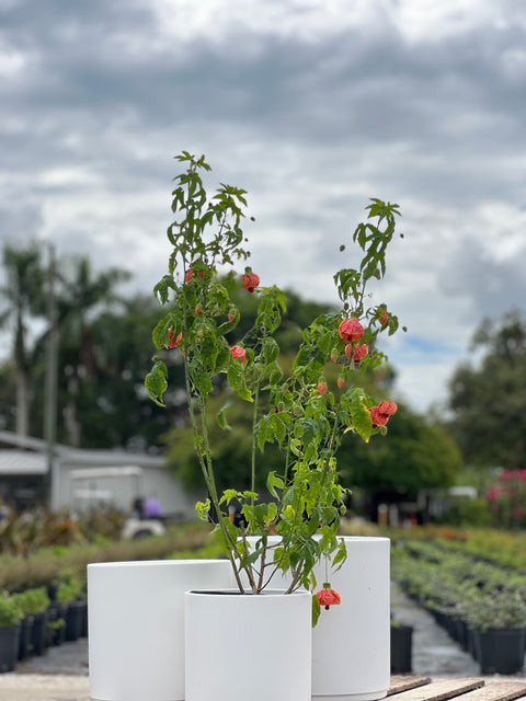 Redvein Flowering Maple (Abutilon striatum)