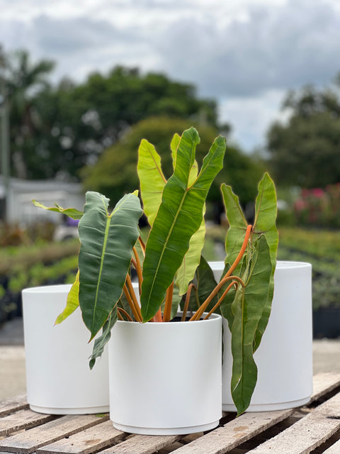 Philodendron Billietiae