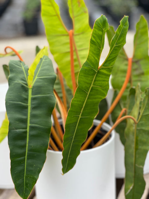 philodendron billietiae humidity Philodendron Billietiae