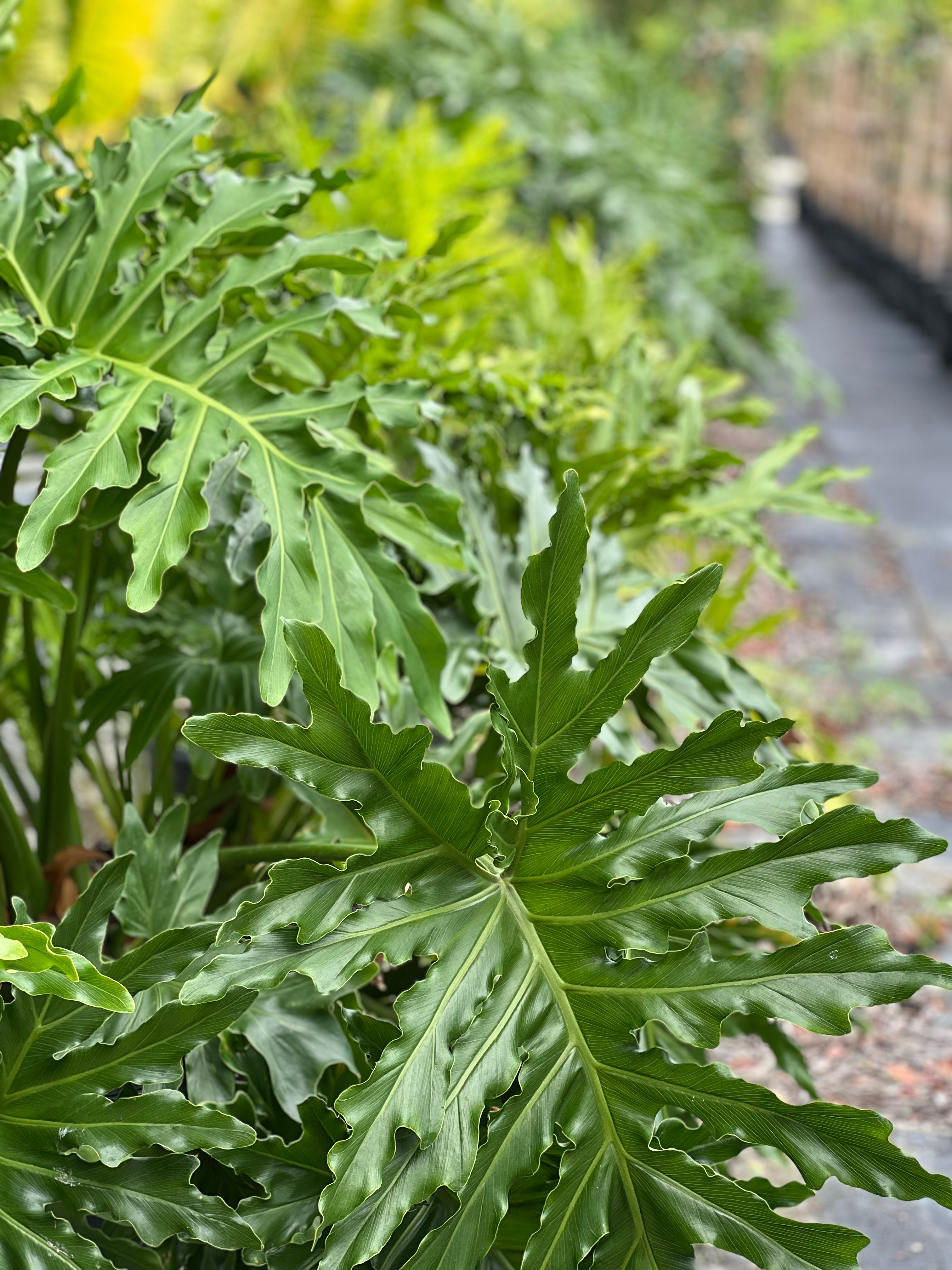 Philodendron Sellorum