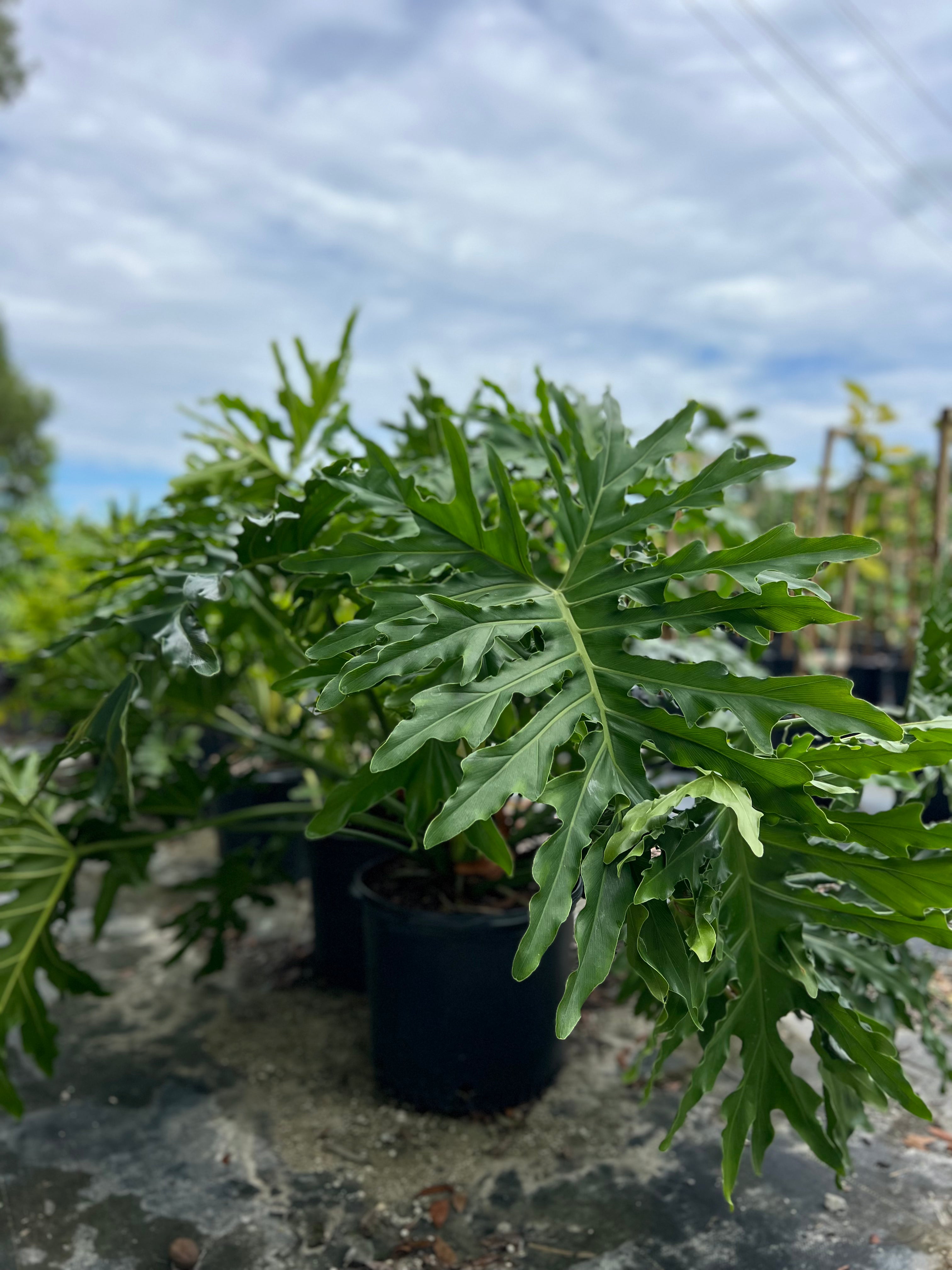 Philodendron Sellorum - Thumbnail 2