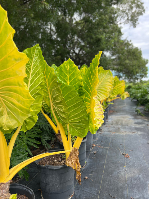 Alocasia Lutea (Alocasia 'Lutea')