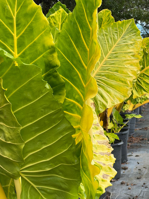 Alocasia Lutea (Alocasia 'Lutea')