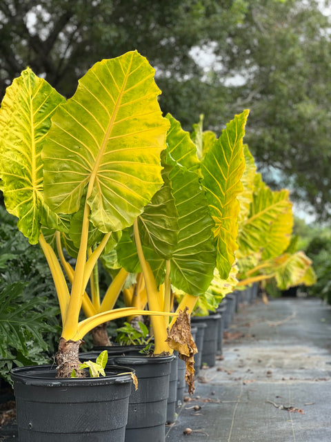 Alocasia Lutea (Alocasia 'Lutea')