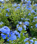 Plumbago Blue (Plumbago Auriculata 'Blue Escape') from Plantology USA 01