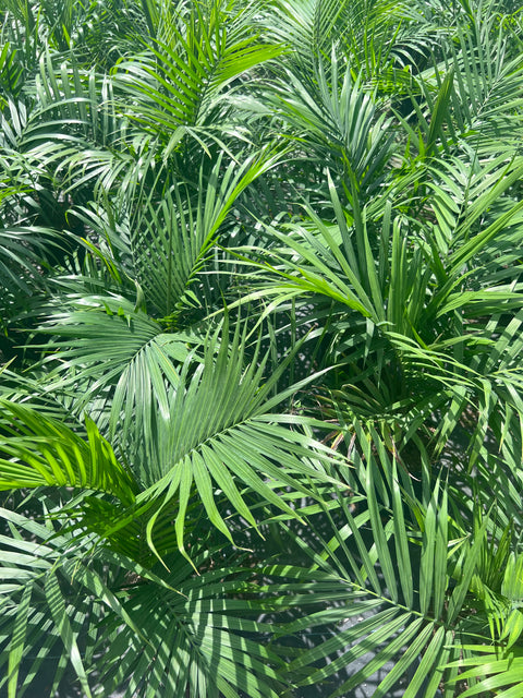 Majesty Palm (Ravenea Rivularis)