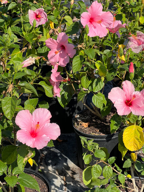 Hibiscus Standard Seminole Pink (rosa-sinensis) from Plantology USA 01