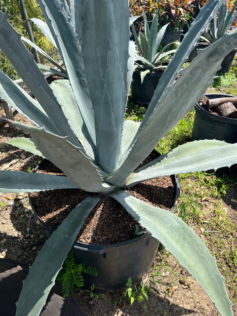 American Century Plant (Agave Americana) from Plantology USA 01
