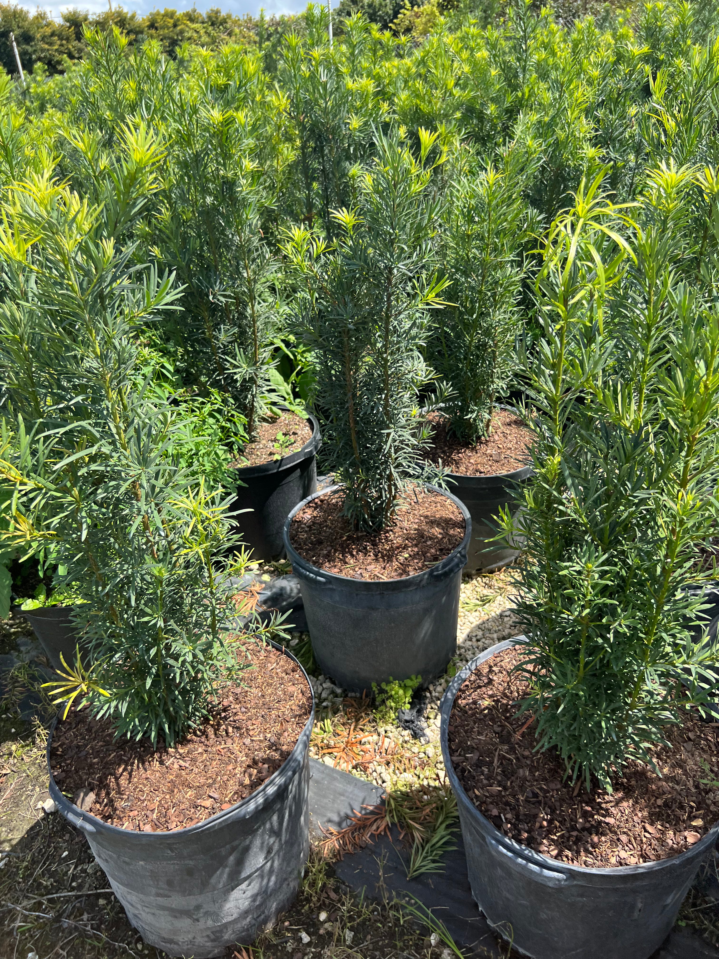 Podocarpus for Sale