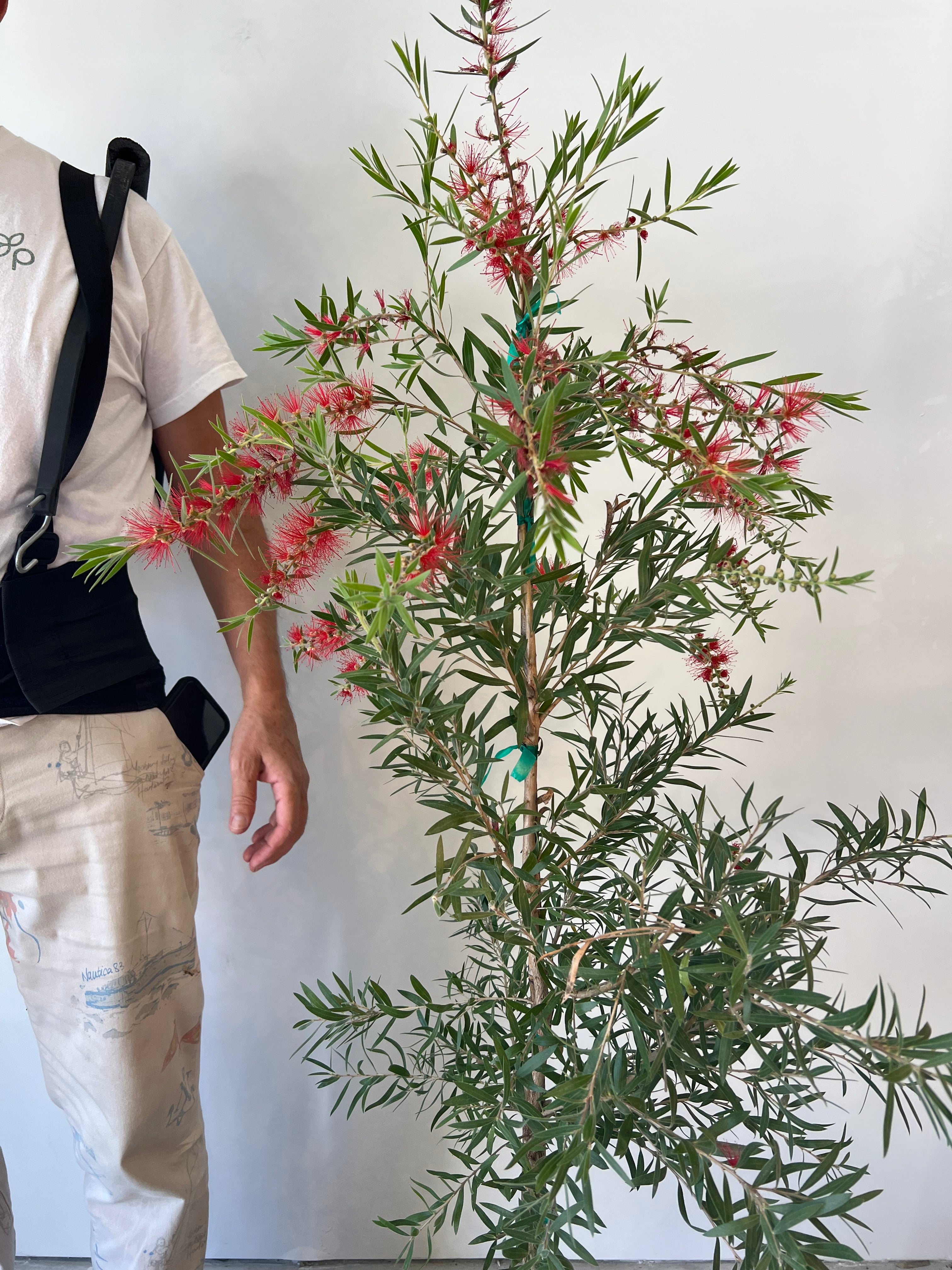 bottle brush plant indoors Weeping Bottlebrush for Sale