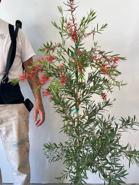 Weeping Bottlebrush Standard (Callistemon Viminalis)