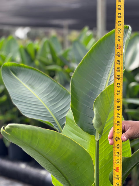 Yellow Bird Of Paradise (Strelitzia reginae)