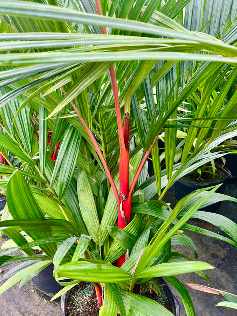 Lipstick Palm (Cyrtostachys renda)