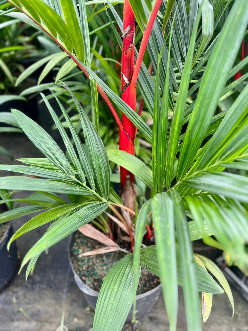 lipstick palm plants for sale Lipstick Palm (Cyrtostachys renda)