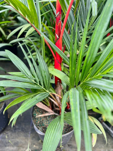 red palm plant feng shui Lipstick Palm (Cyrtostachys renda)