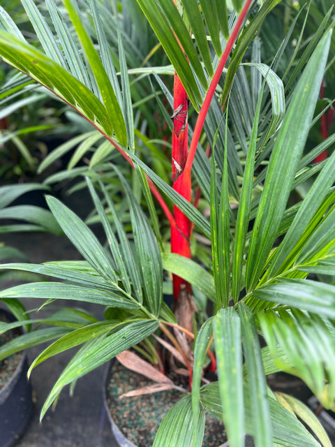 red palm plants for sale Lipstick Palm (Cyrtostachys renda)