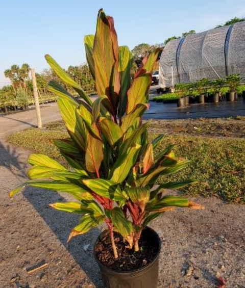 Ti Plant  (Cordyline Harlequin)