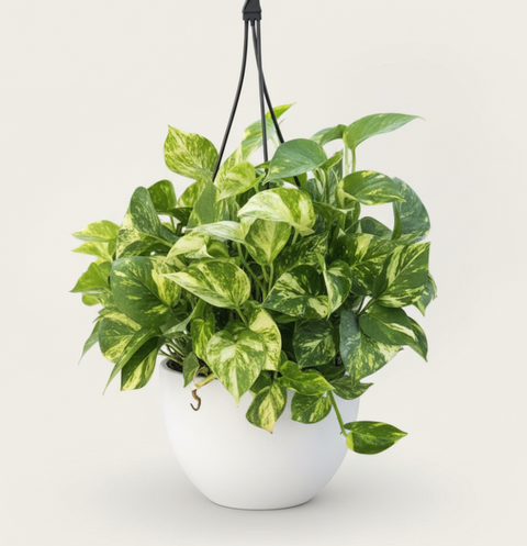 Golden Pothos (Epipremnum Aureum 'Marble Queen')