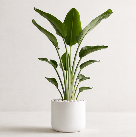 White Bird of Paradise (Strelitzia Nicolai)