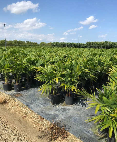 Christmas Palm - Adonidia Palm Triple (Adonidia merrilli)