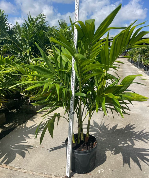 Christmas Palm - Adonidia Palm Triple (Adonidia merrilli)