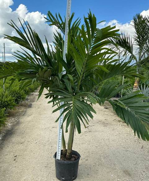 Christmas Palm - Adonidia Palm Triple (Adonidia merrilli)