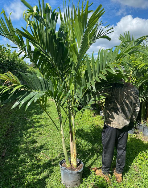 Christmas Palm - Adonidia Palm Triple (Adonidia merrilli)