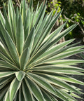 Agave Caribbean (Agave angustifolia) - Plantology USA - 3 Gallon