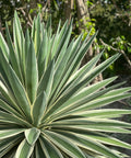 Agave Caribbean (Agave angustifolia) - Plantology USA - 3 Gallon