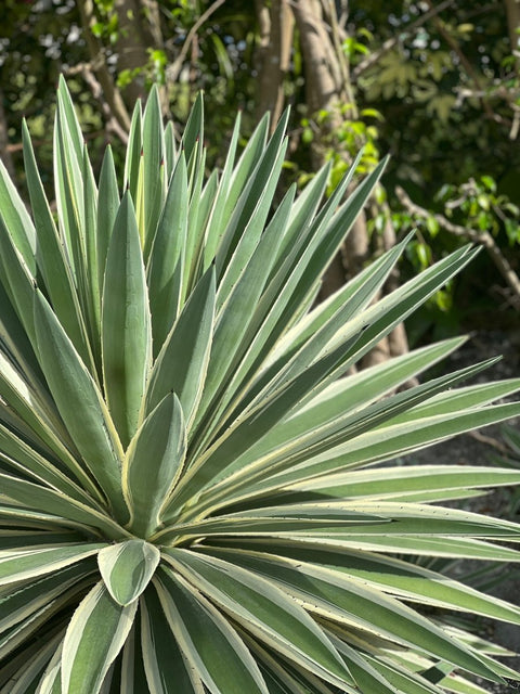 Agave Caribbean (Agave angustifolia) - Plantology USA - 3 Gallon