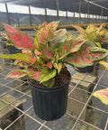 Aglaonema ‘Siam Red’ - Plantology USA -