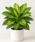Aglaonema 'Silver Bay' - Plantology USA - Medium