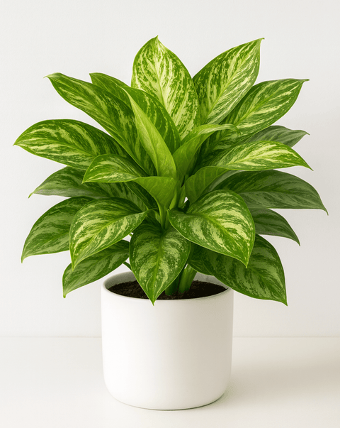 Aglaonema 'Silver Bay' - Plantology USA - Medium