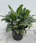 Aglaonema 'Silver Bay' - Plantology USA - Medium