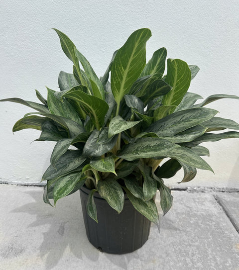 Aglaonema 'Silver Bay' - Plantology USA - Medium