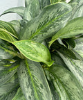 Aglaonema 'Silver Bay' - Plantology USA - Small