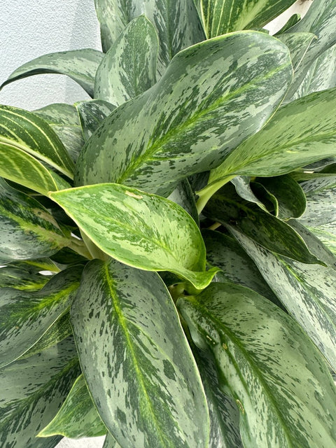 aglaonema silver green Aglaonema 'Silver Bay'for Sale