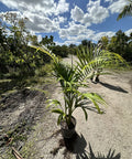 Alexander Palm - PlantologyUSA - 3 Gallon 1-2 Feet