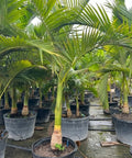 Alexander Palm - PlantologyUSA - 3 Gallon 1-2 Feet