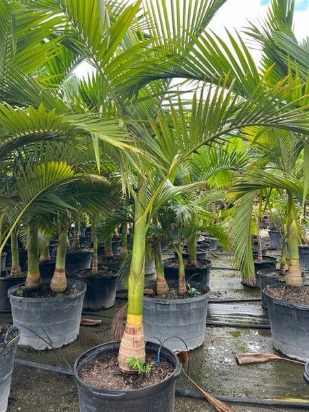 grand palm plant Alexander Palm – Plantology USA