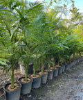 Alexander Palm - PlantologyUSA - Grower's Pick 4-6 Feet