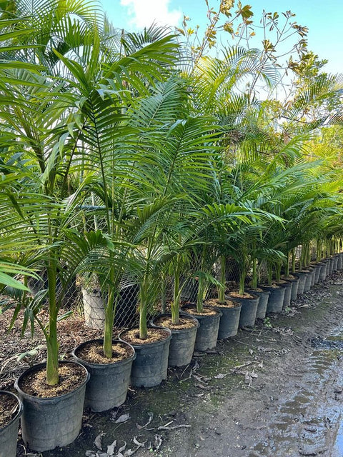 Alexander Palm - PlantologyUSA - Grower's Pick 4-6 Feet