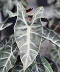 Alocasia amazonica (Polly) - Plantology USA - 3 Gallon