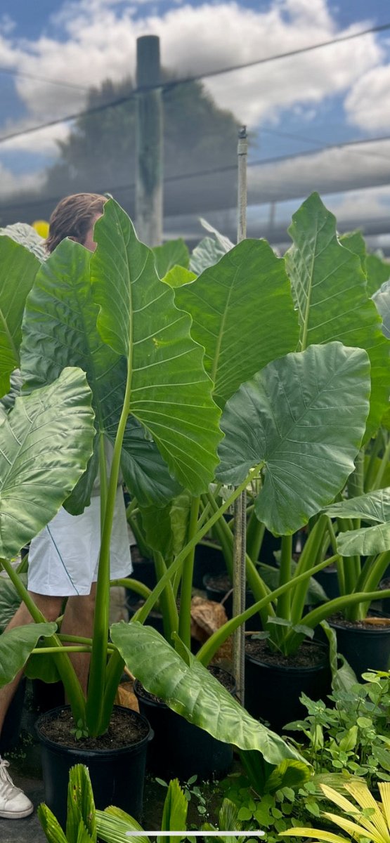 alocasia elephant ear plant price Alocasia Calidora - Majestic Elephant Ear Plant