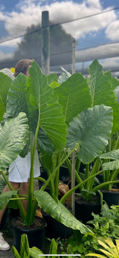 alocasia plant calidora elephant ear Alocasia Calidora - Majestic Elephant Ear Plant