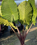 Alocasia 'Imperial Red', Elephant Ear - Plantology USA - Medium