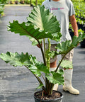Alocasia Portora - Plantology USA - Grower's Pick 4 - 5 Feet