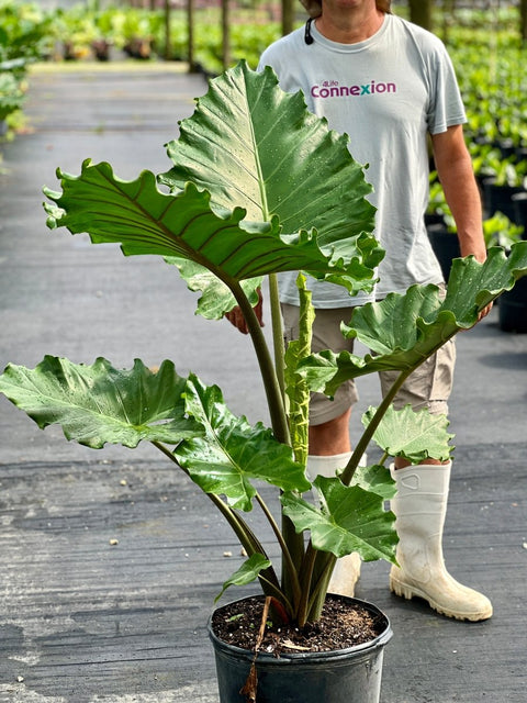 Alocasia Portora - Plantology USA - Grower's Pick 4 - 5 Feet